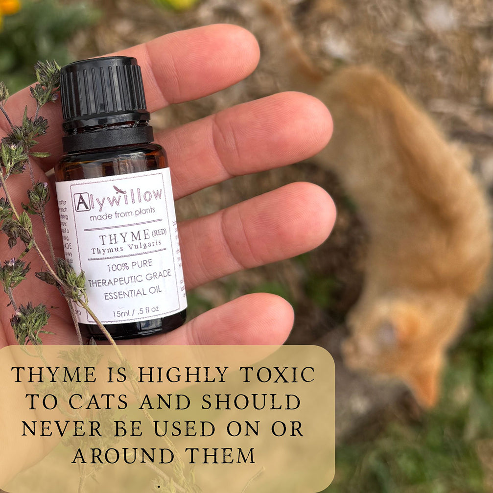 Thyme (Red) Essential Oil
