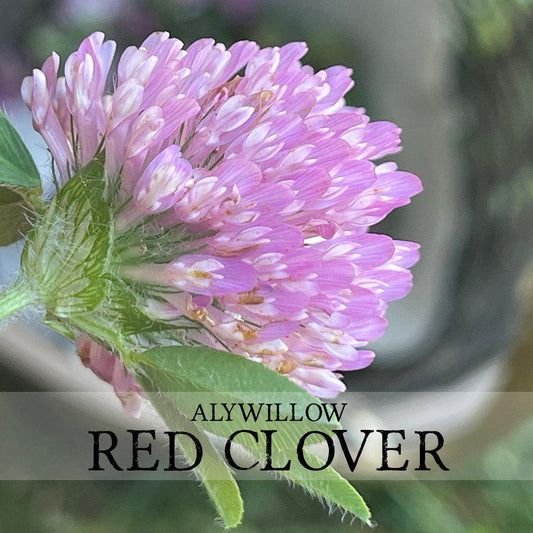 Clover Buds & Leaf, Red, Dried Herb - Alywillow