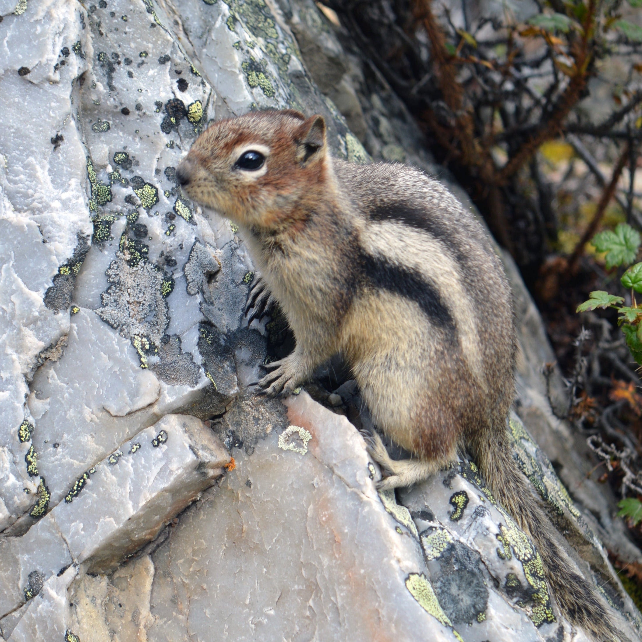 chipmuck on rock