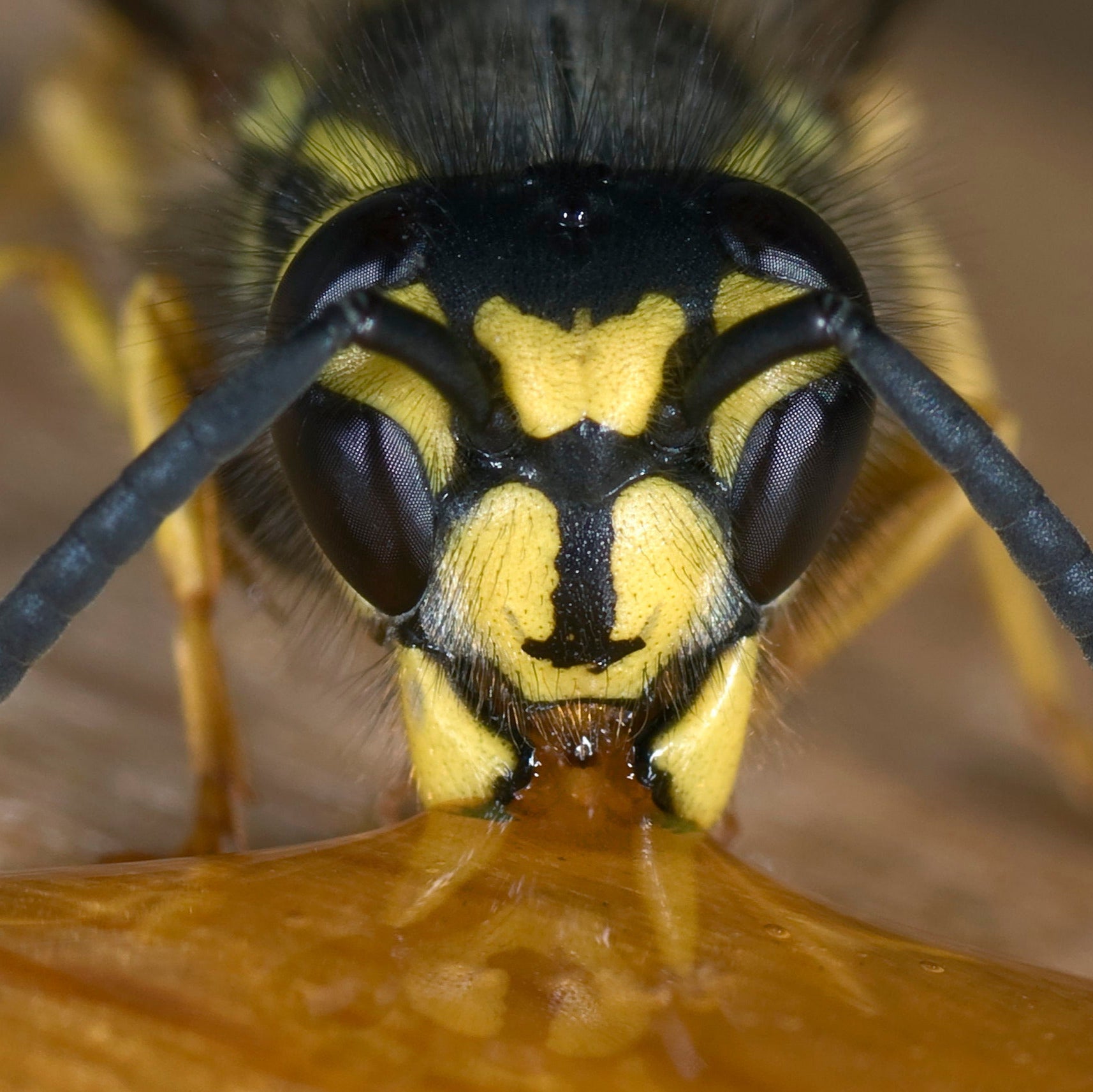 bee face
