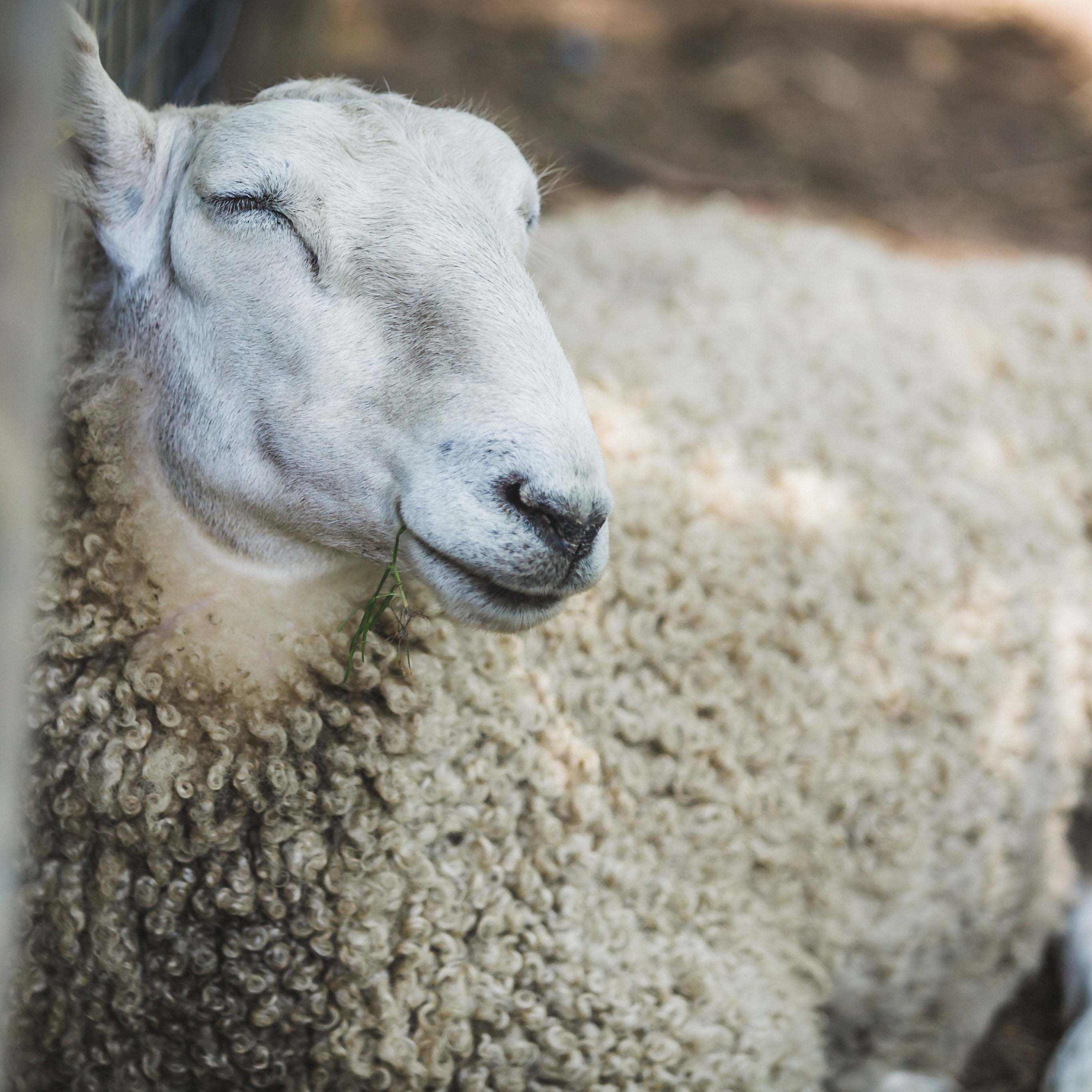 sheep face