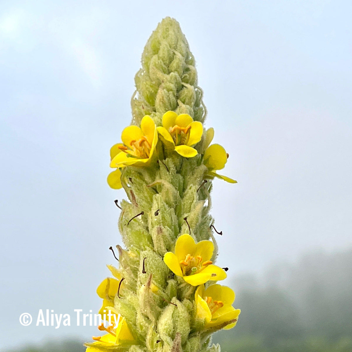 Mullein Leaf Dried Herb - Alywillow