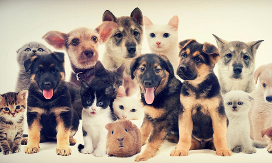 group of dogs and cars