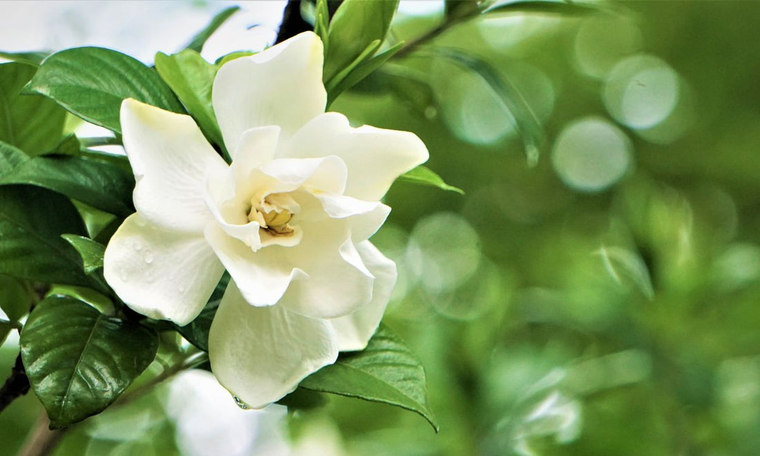 real gardena bloom on plant