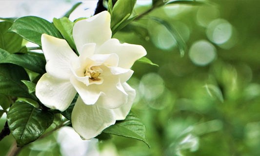 real gardena bloom on plant