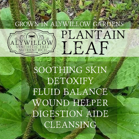 Plantain leaf with Alywillow Gardens branding and health benefits text.