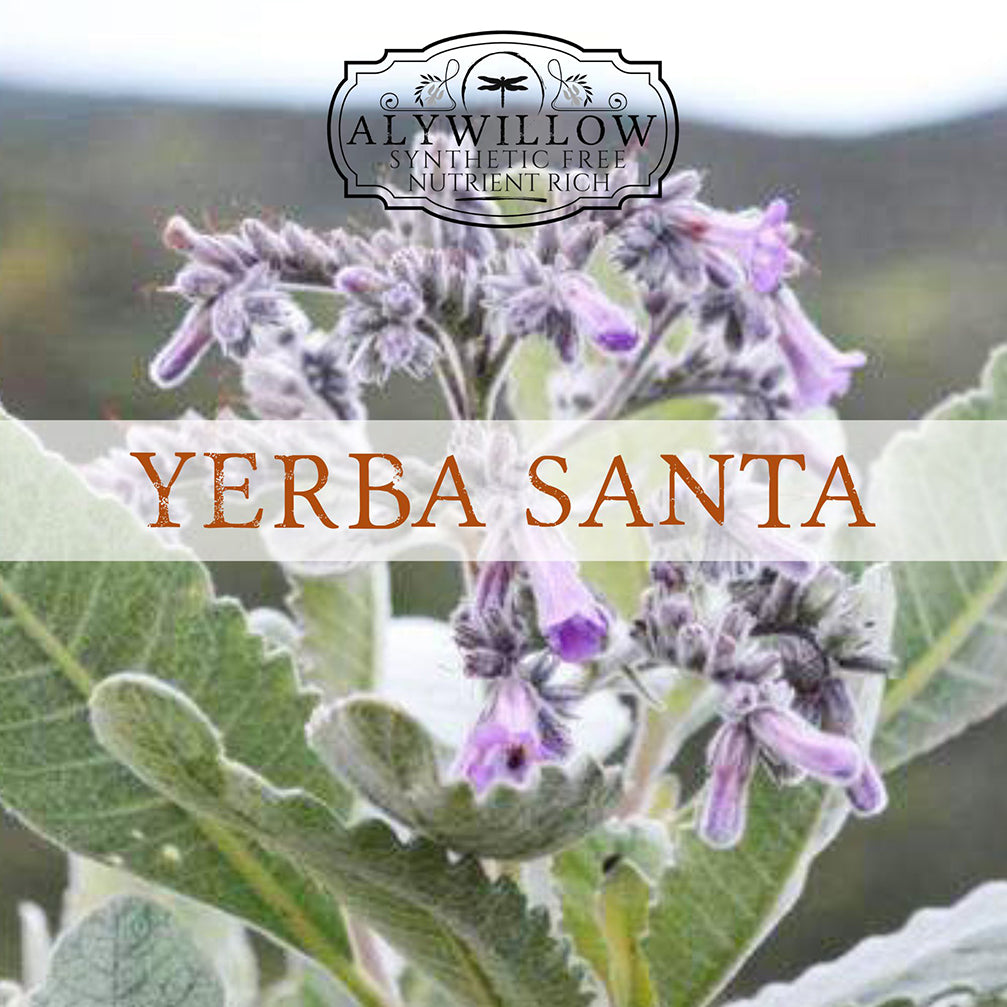 Yerba Santa plant with purple flowers and green leaves, branded as Alywillow.