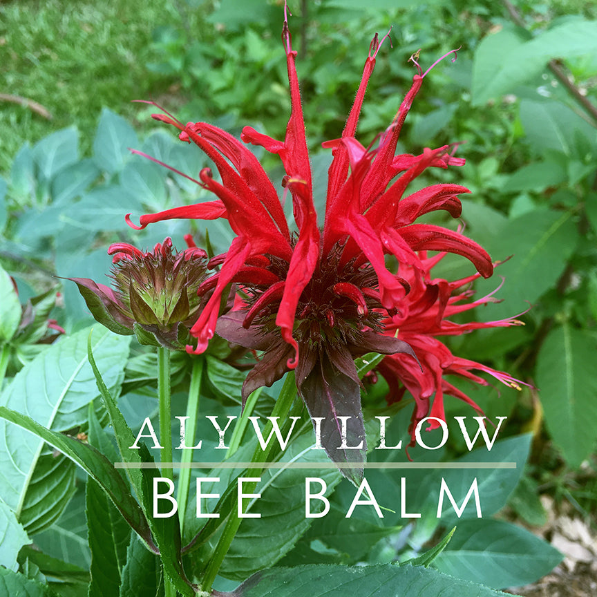 Bee Balm Leaf & Flower Dried Herb - Alywillow
