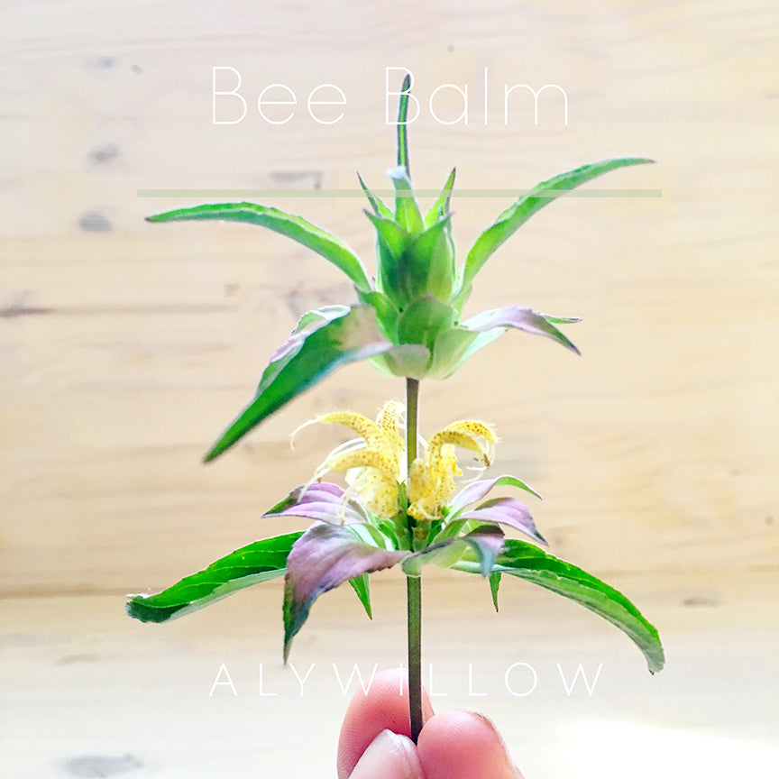 Bee Balm Leaf & Flower Dried Herb - Alywillow