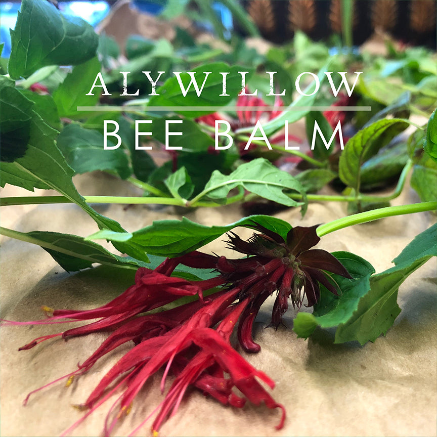 Bee Balm Leaf & Flower Dried Herb - Alywillow