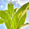 Mullein Leaf Dried Herb