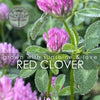 Red Clover Dried Herb