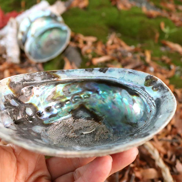 Abalone Shell - for smudging or for your nightstand to hold your jewelry - Alywillow