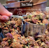 Red Clover Dried Herb