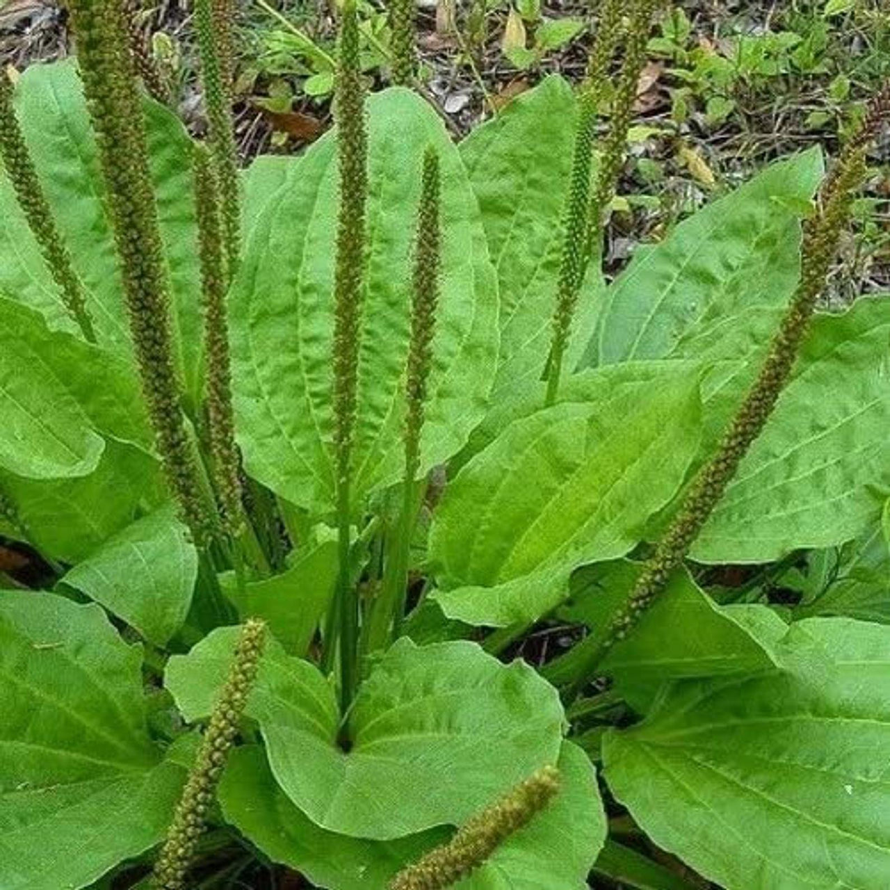Plantain Leaf Dried Herb - Alywillow